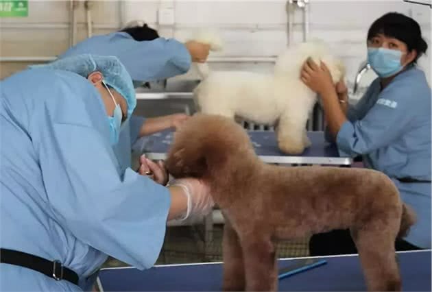 如何在家梳理你的爱犬？