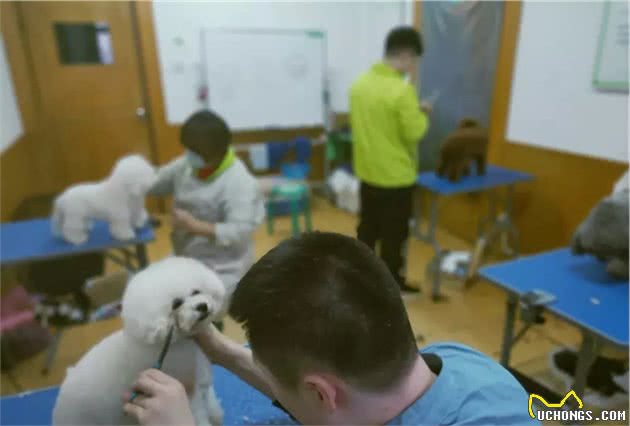 如何在家梳理你的爱犬？
