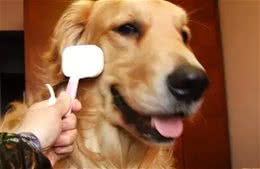 如何在家梳理你的爱犬？