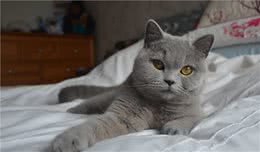 英国短毛猫的5个缺点，“遗传病”最麻烦，劝你养其它猫吧！