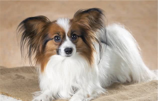 判断蝴蝶犬是否优秀，通过这几个方面就能看出来