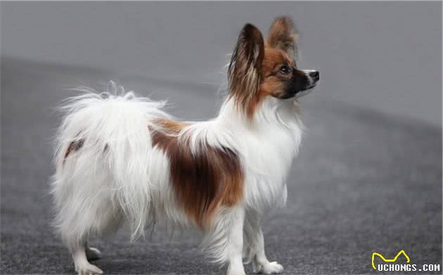 判断蝴蝶犬是否优秀，通过这几个方面就能看出来