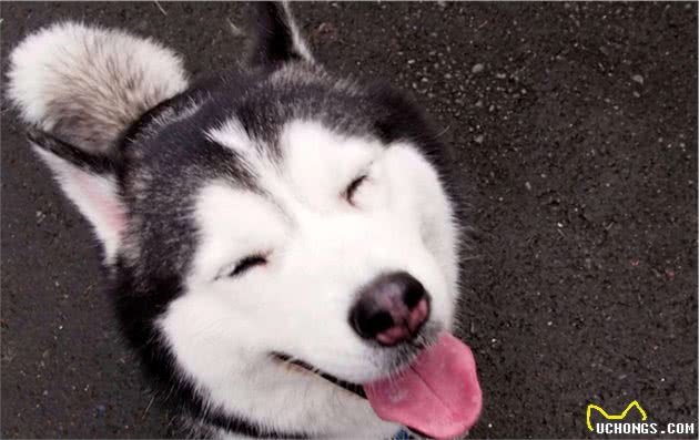 狗狗过度吃醋怎么办？铲屎官：千万不要惯着它