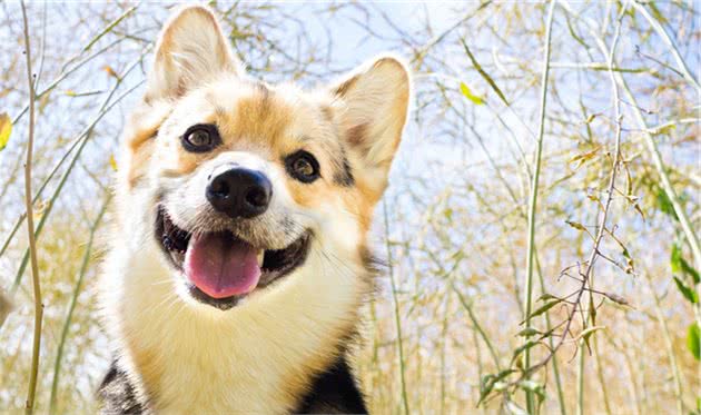当时养狗，要是有人告诉我这些就好了，训犬师的7个小建议