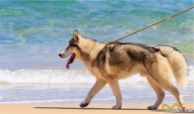当时养狗，要是有人告诉我这些就好了，训犬师的7个小建议