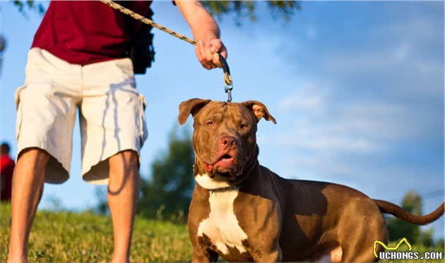 当时养狗，要是有人告诉我这些就好了，训犬师的7个小建议