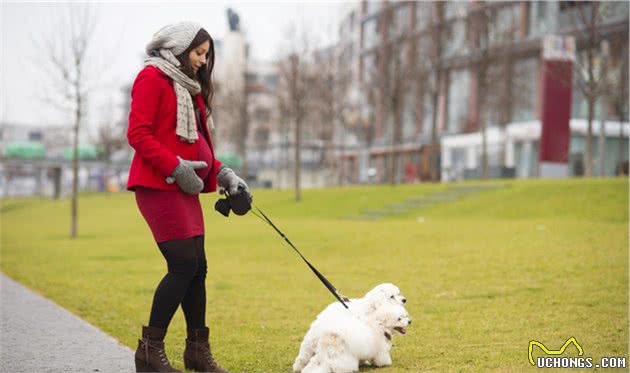 当时养狗，要是有人告诉我这些就好了，训犬师的7个小建议