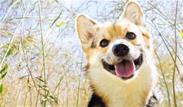当时养狗，要是有人告诉我这些就好了，训犬师的7个小建议