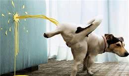 训练狗狗大小便的注意事项