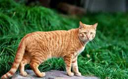 “土猫”与“宠物猫”之间，有什么区别？