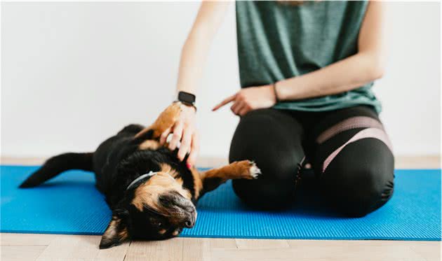 犬行为：怎样用正向的方法训练狗狗？