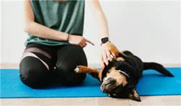 犬行为：怎样用正向的方法训练狗狗？