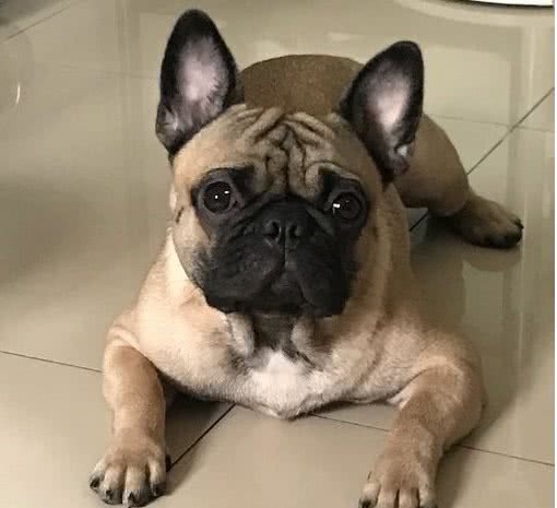 巴哥犬，脸部褶皱这么多，应如何护理？