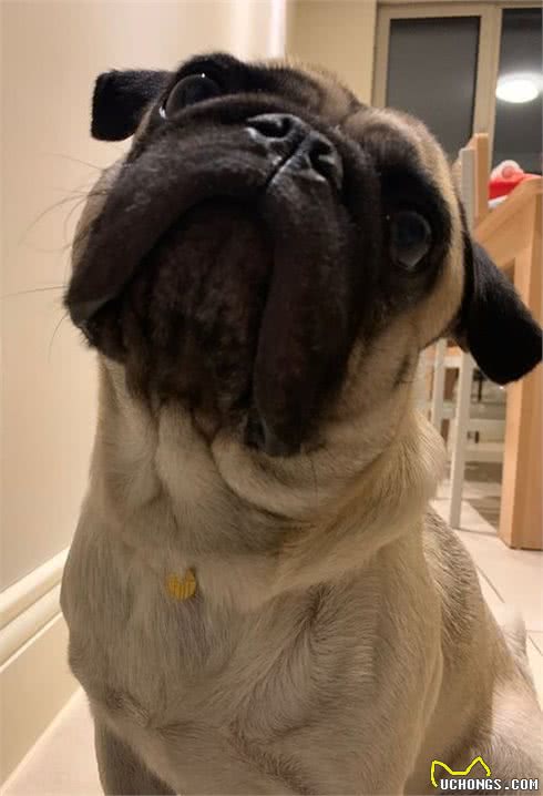 巴哥犬，脸部褶皱这么多，应如何护理？