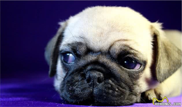 巴哥犬，脸部褶皱这么多，应如何护理？