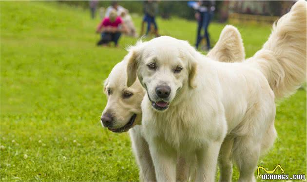 关于犬跛行的那些事：哪些原因会让狗跛行？主人该如何处理？