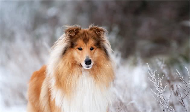 关于犬跛行的那些事：哪些原因会让狗跛行？主人该如何处理？