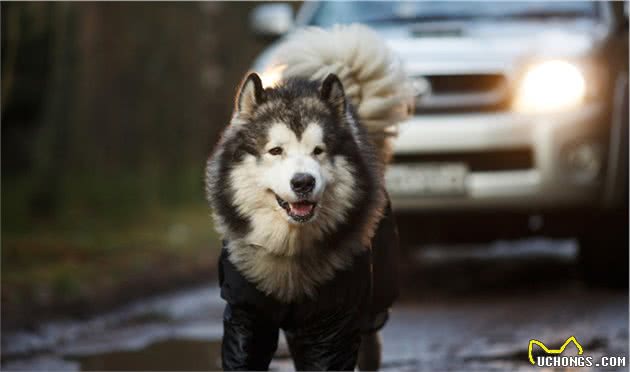 关于犬跛行的那些事：哪些原因会让狗跛行？主人该如何处理？