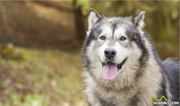 关于犬跛行的那些事：哪些原因会让狗跛行？主人该如何处理？