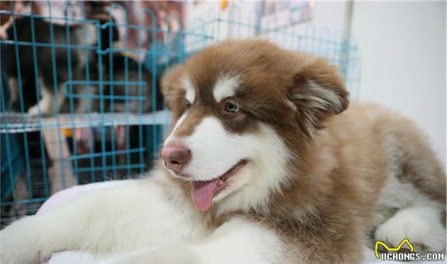 关于犬跛行的那些事：哪些原因会让狗跛行？主人该如何处理？