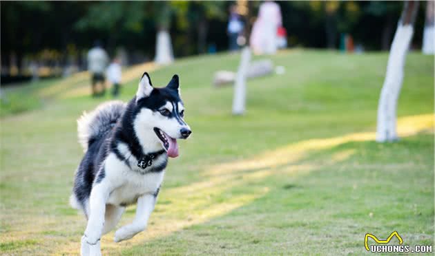 关于犬跛行的那些事：哪些原因会让狗跛行？主人该如何处理？