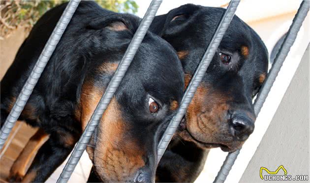 关于犬跛行的那些事：哪些原因会让狗跛行？主人该如何处理？
