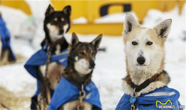 关于犬跛行的那些事：哪些原因会让狗跛行？主人该如何处理？