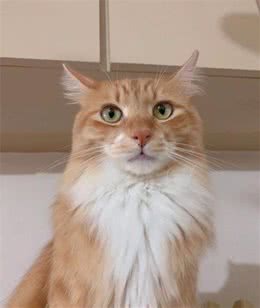 小白最适合养哪种猫？