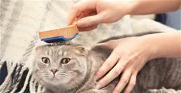 夏季来临！猫狗宠物换毛指南