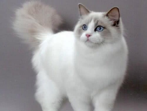 有的猫咪性格好，有的猫咪性格差，秘密可能都在基因里