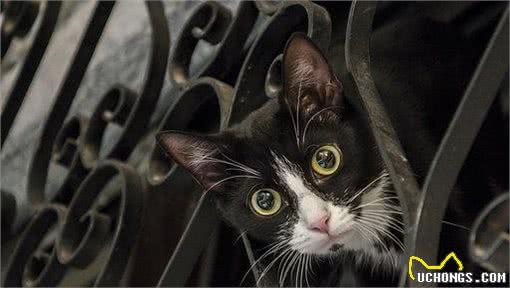 有的猫咪性格好，有的猫咪性格差，秘密可能都在基因里