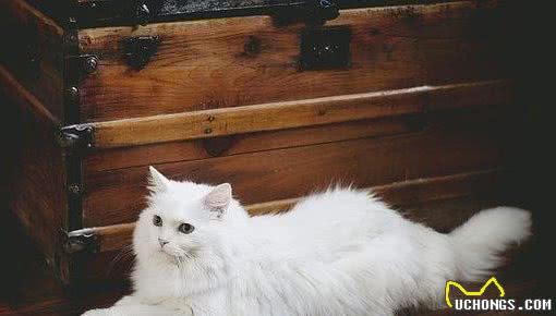 有的猫咪性格好，有的猫咪性格差，秘密可能都在基因里