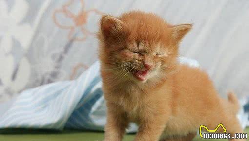 有的猫咪性格好，有的猫咪性格差，秘密可能都在基因里