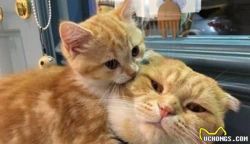 有的猫咪性格好，有的猫咪性格差，秘密可能都在基因里