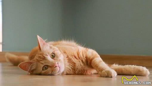 有的猫咪性格好，有的猫咪性格差，秘密可能都在基因里
