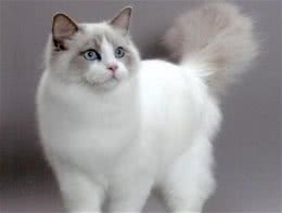 有的猫咪性格好，有的猫咪性格差，秘密可能都在基因里