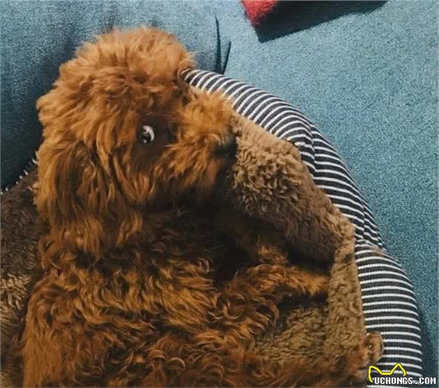 狗子躺在床上辗转反侧……难道它也会失眠？