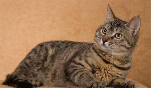 中国狸花猫在国外什么地位？它在本土为何不受人们喜爱