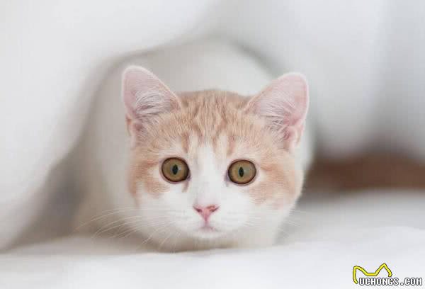 中国狸花猫在国外什么地位？它在本土为何不受人们喜爱