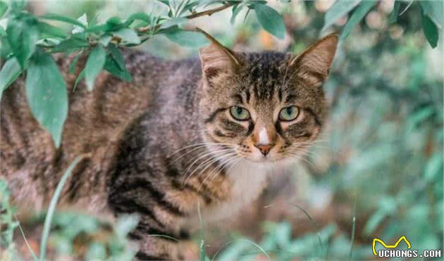 中国狸花猫在国外什么地位？它在本土为何不受人们喜爱