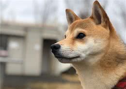 那只曾经喜欢看电视的柴犬，如今没了电视瘾，反倒成了“狗保姆”