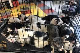 破旧老屋里频频传出超诡异猫叫声！拆墙后竟然发现…太幸运了