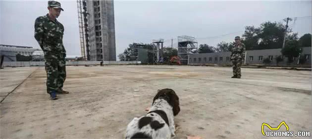 带你了解神奇的“血迹搜救犬”
