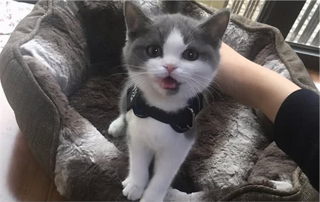 英短猫多少钱一只，你买贵了吗？