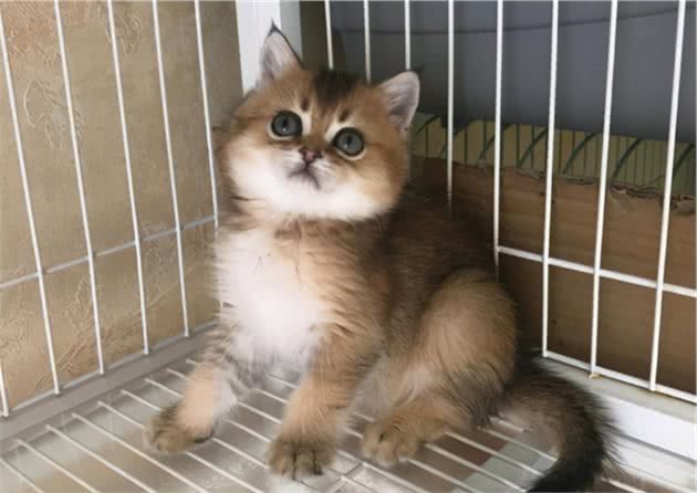 英短猫多少钱一只，你买贵了吗？