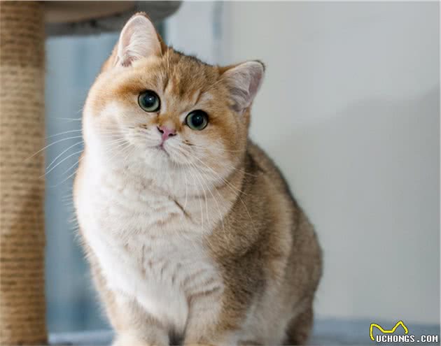 英短猫多少钱一只，你买贵了吗？