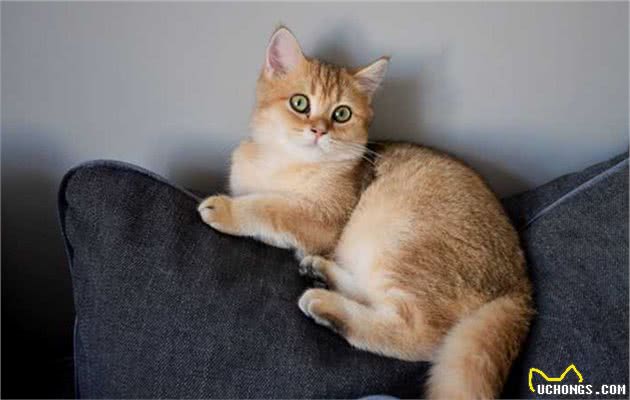 英短猫多少钱一只，你买贵了吗？