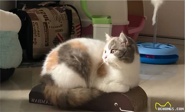 英短猫多少钱一只，你买贵了吗？