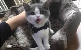 英短猫多少钱一只，你买贵了吗？