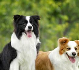 狗狗为什么会咬甚至吞食木棒？狗狗的这些古怪行为你见过几个？